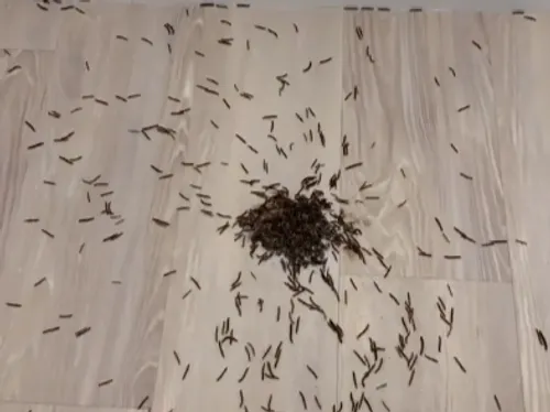 Une maison de location envahie par des mille-pattes (Vidéo)